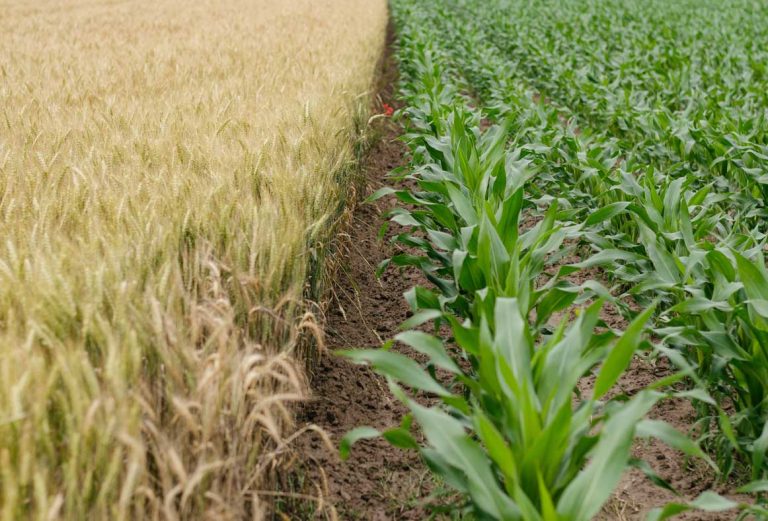 agriculture-assurance-perte-récolte