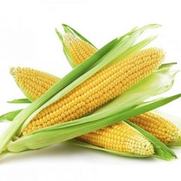 agriculture-maïs-assurance-récolte